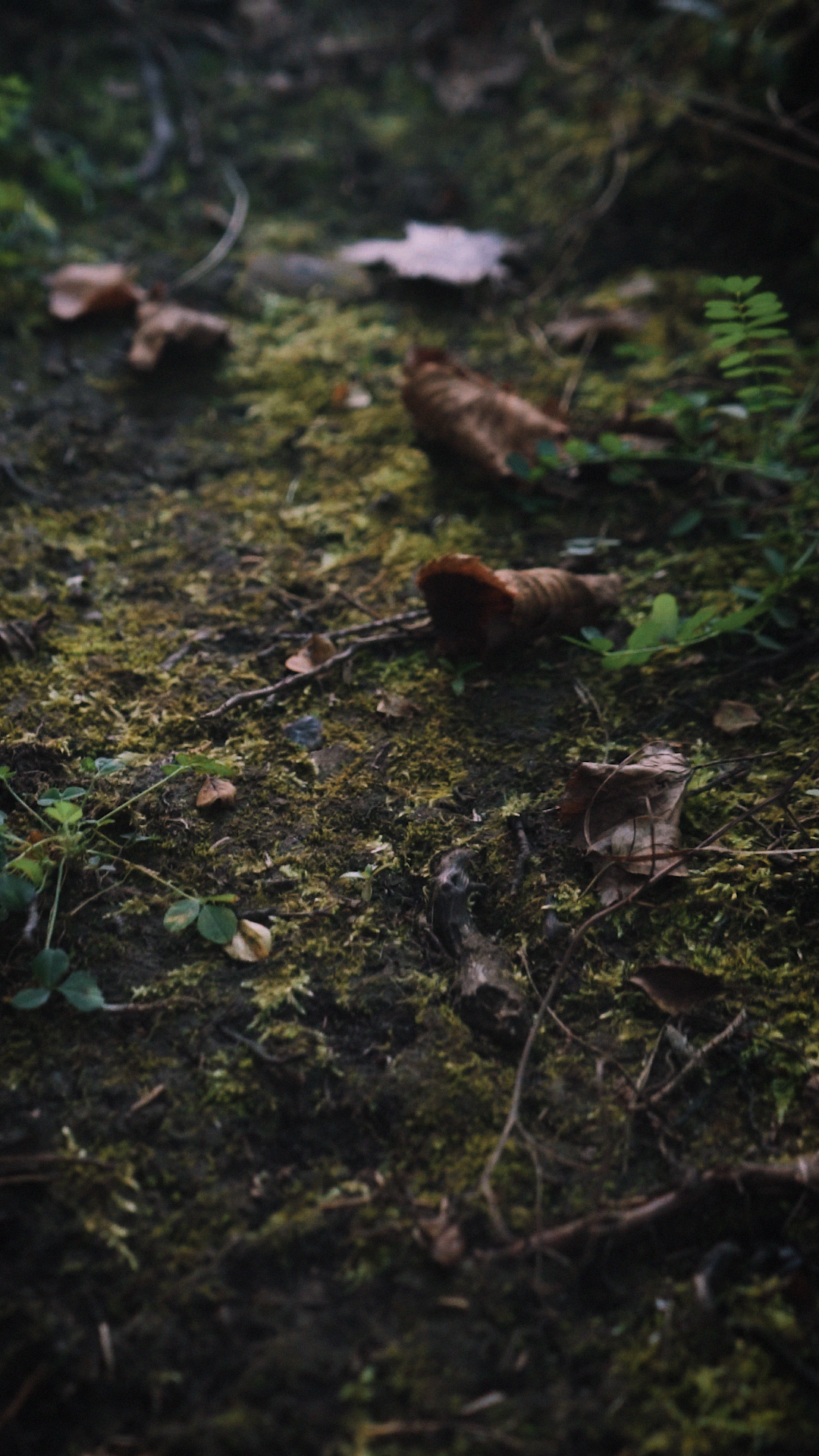Forest floor detail